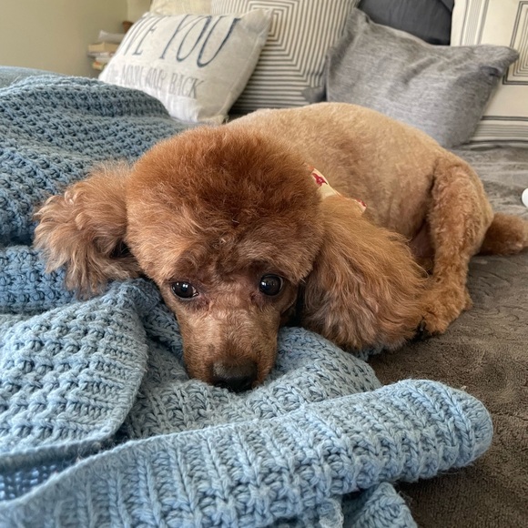 Meet your Posher, Jill - Picture 6 of 7